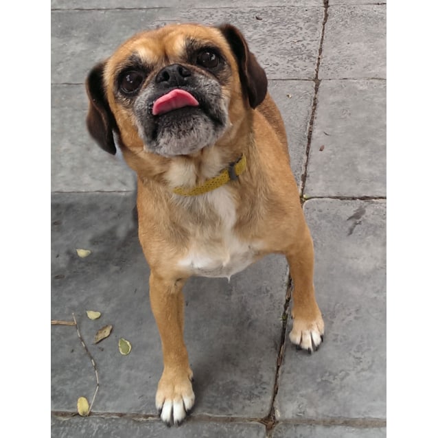 ID 30625 Small Female Cavalier King Charles Spaniel x Pug Mix Dog in VIC PetRescue