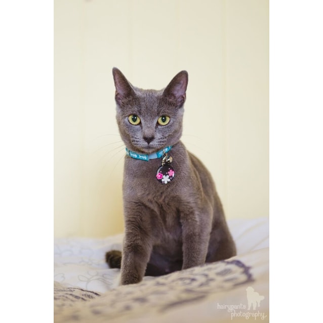 Ellie 100 Only Female Russian Blue Cat In Qld Petrescue