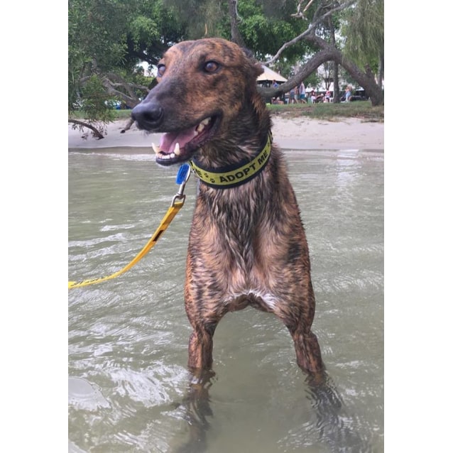 "Red", Pure Joy. Brisbane/Sunshine Coast - Large Male ...