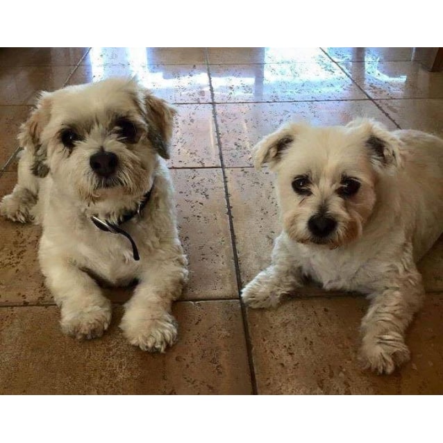 Ollie Coota Small Male Maltese Mix Dog In Wa Petrescue