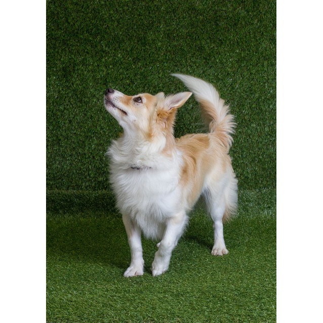 pomeranian cross border collie