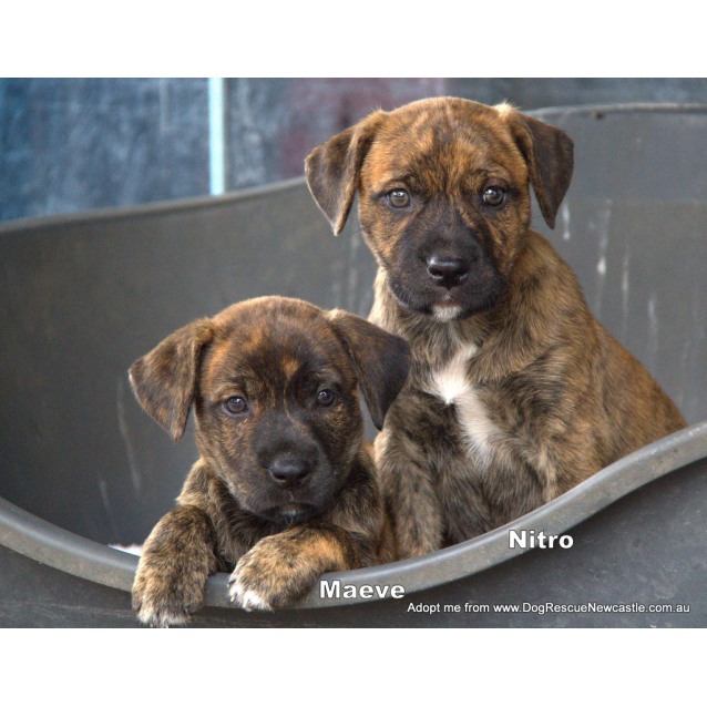 brindle puppies for adoption near me