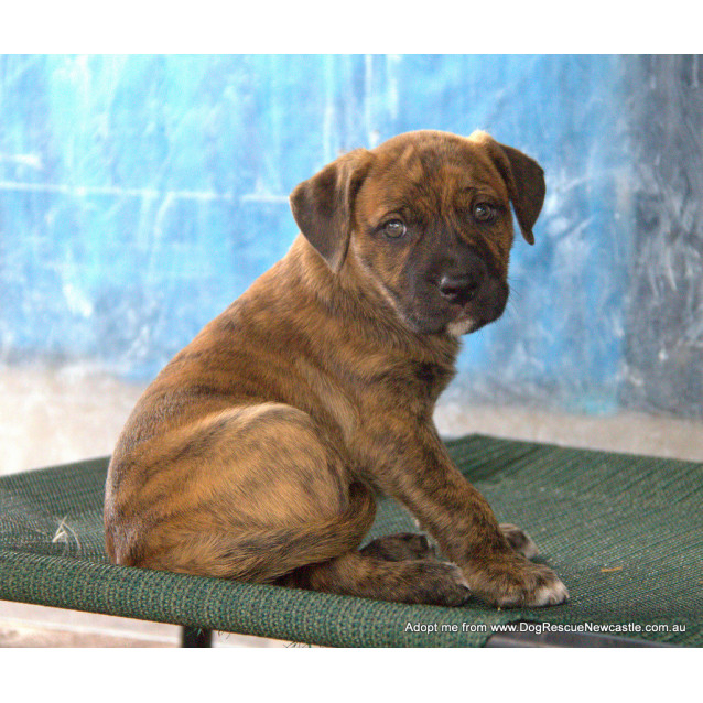 Nitro Mastiff X Labrador Puppy On Trial 12 4 16 Large Male Labrador X Mastiff Dog In Nsw Petrescue