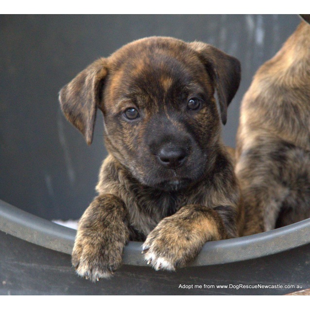 Emerald Mastiff X Labrador Puppy Trial 9 4 16 Large Female Labrador X Mastiff Dog In Nsw Petrescue