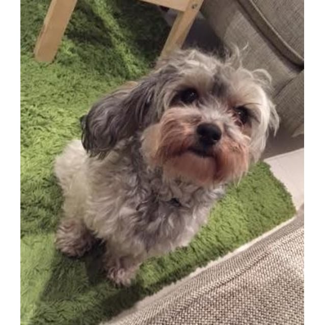 silky terrier and poodle mix