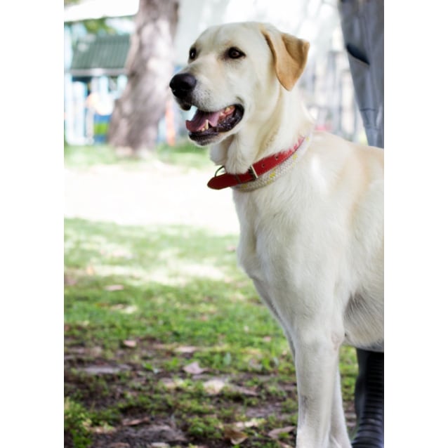 maremma x labrador