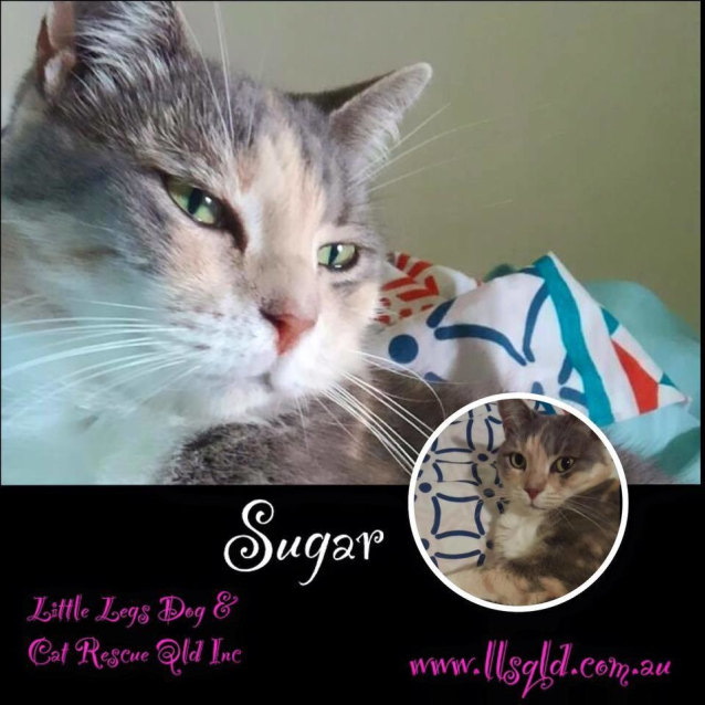 Sugar , Female Domestic Short Hair Cat in QLD , PetRescue