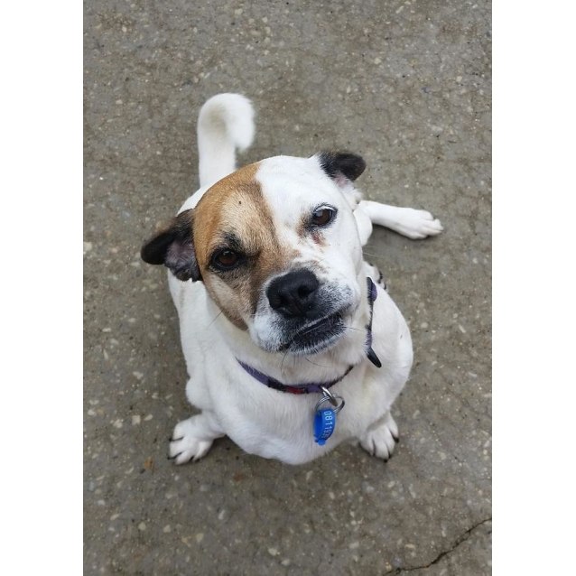 australian cattle dog pug mix