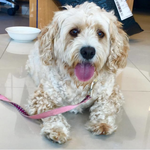 full grown king charles cavalier poodle mix