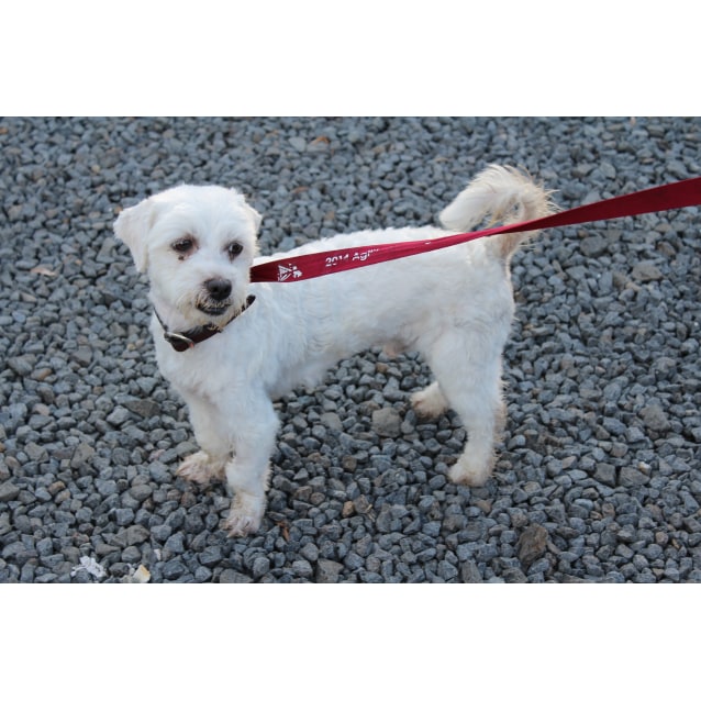 Orlando - Small Male Maltese Mix Dog in QLD - PetRescue