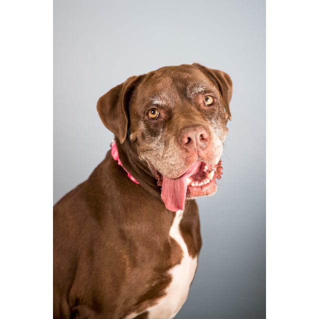 Lilly Large Female German Shorthaired Pointer X Neapolitan