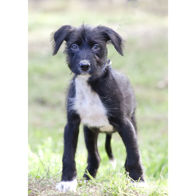 rspca border collie puppies