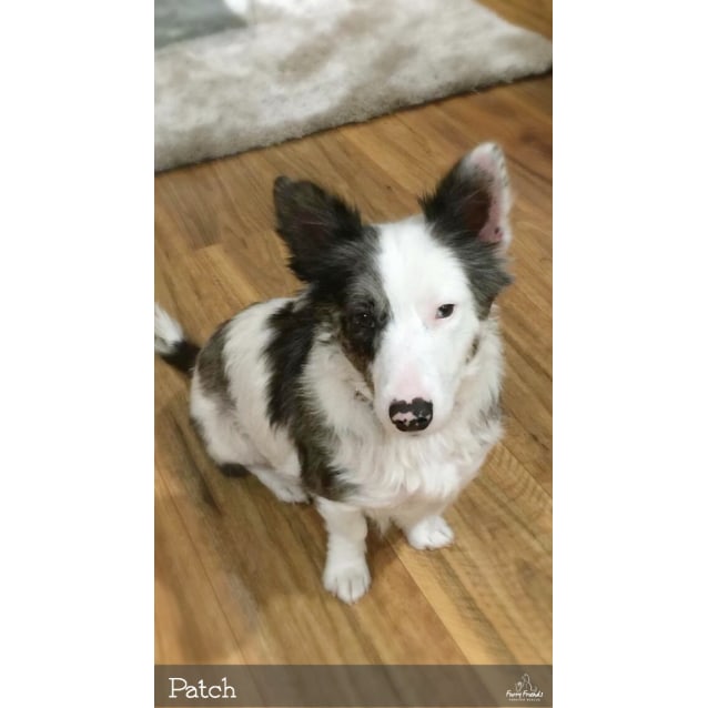 Patch Adopt Me Small Male Border Collie X Welsh Corgi