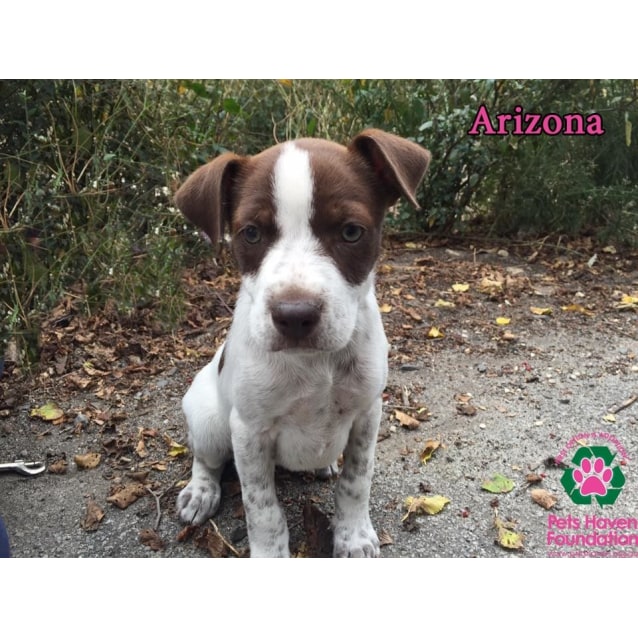 Arizona Medium Female Australian Cattle Dog X German Shorthaired