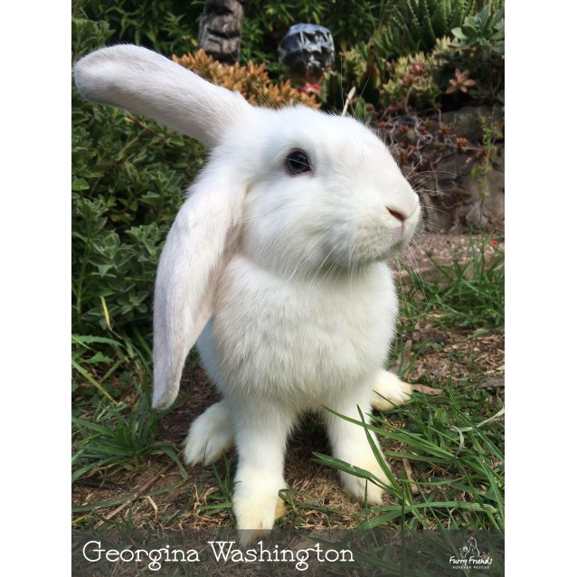 flemish giant mini lop mix