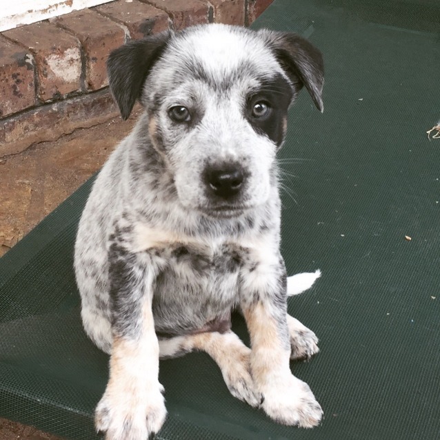 Gandalf the grey - Medium Male Australian Cattle Dog x Blue Heeler x ...