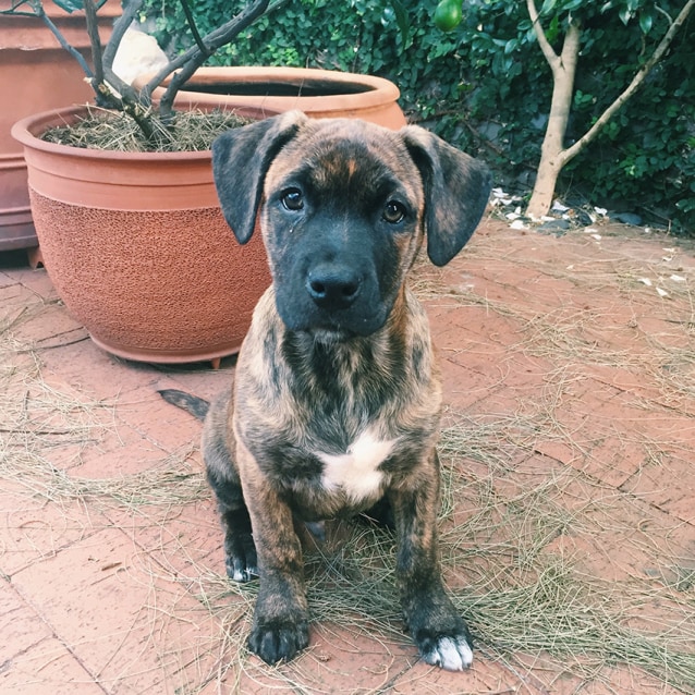 Hank 6mo Lab X Mastiff puppy (On Trial 30/7/16) Large Male Labrador