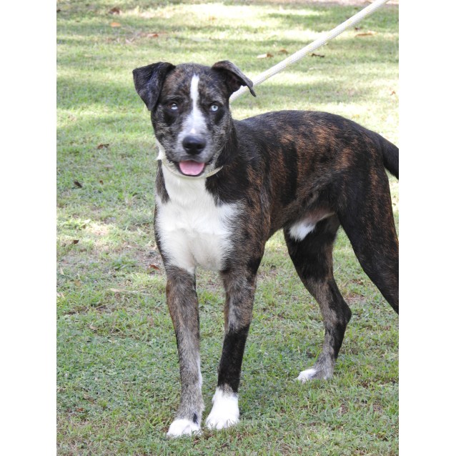 catahoula x wolfhound