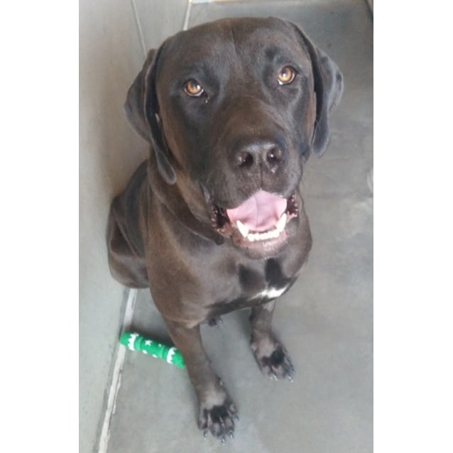 Cupid Large Male German Shorthaired Pointer X Neapolitan Mastiff