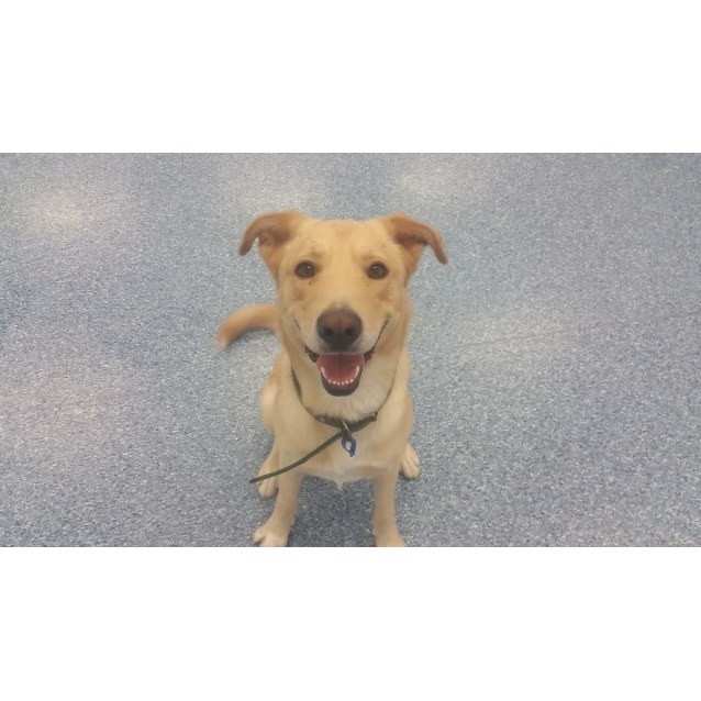 Wilson Medium Male Golden Retriever x Australian Kelpie Mix Dog in NSW PetRescue