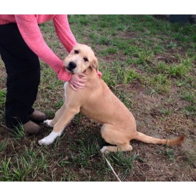 wolfhound x ridgeback