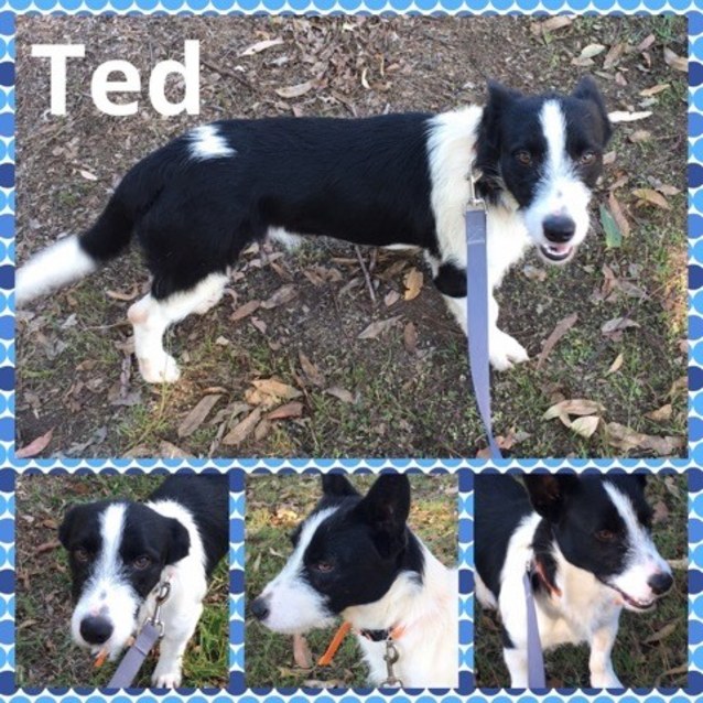 parson russell terrier border collie mix