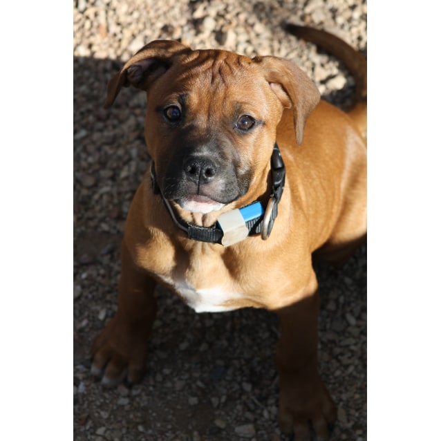 american bulldog x boxer