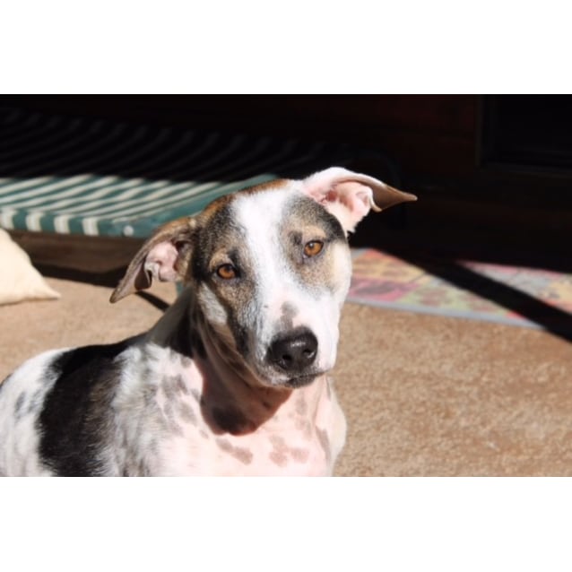 basset hound x jack russell