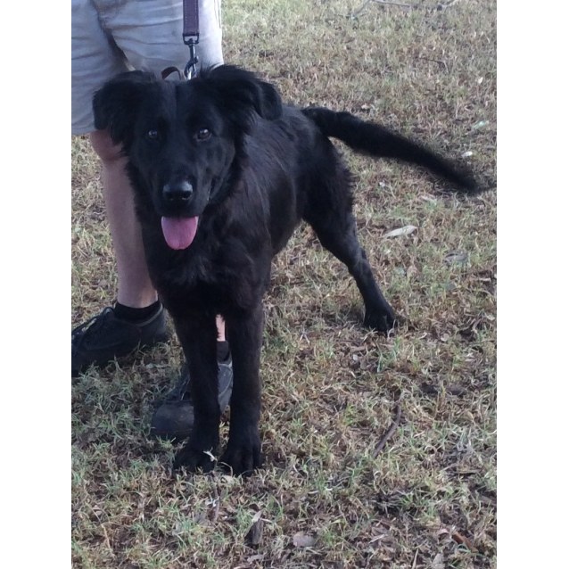 newfoundland and german shepherd mix