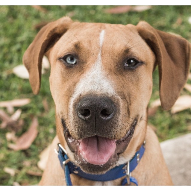 Dusty Ridgeback x Mastiff x Bull Arab boy Large Male Bull Arab x Mastiff x Ridgeback Mix Dog