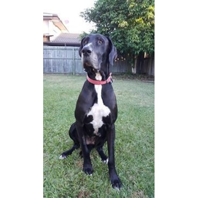 Jess Large Female Great Dane Dog In Qld Petrescue