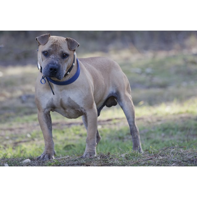 Shar Pei Cross Bull Terrier 2025