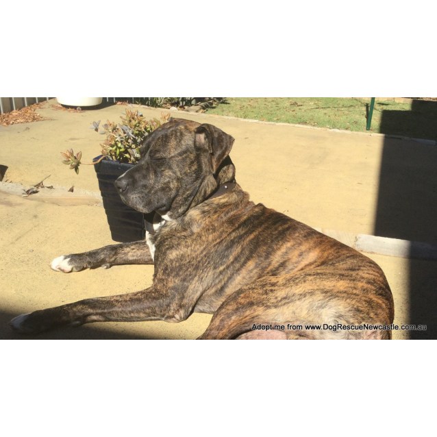 Hugo Bull Arab x Mastiff Large Male Bull Arab x Mastiff Dog in NSW PetRescue