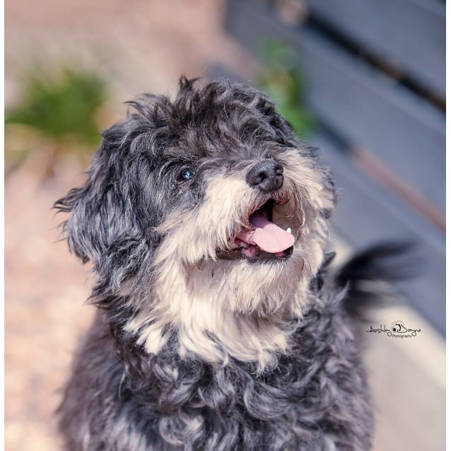 schnauzer x chihuahua