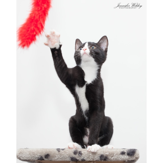 Ak1214 Trixie Female Domestic Short Hair Cat In Wa Petrescue