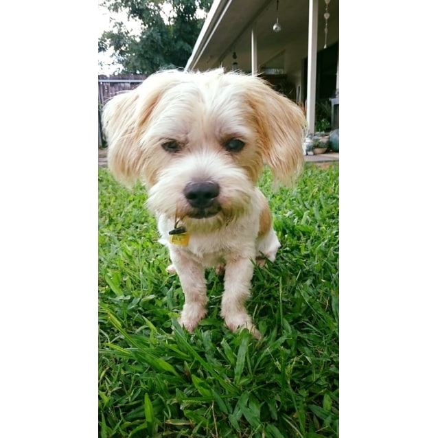 Hunter - Small Male Maltese x Shih Tzu Mix Dog in QLD ...
