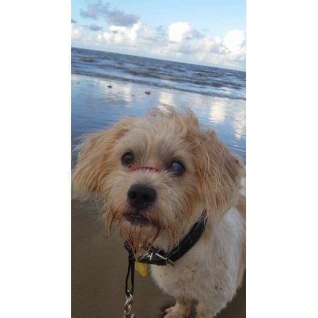 Hunter - Small Male Maltese x Shih Tzu Mix Dog in QLD ...