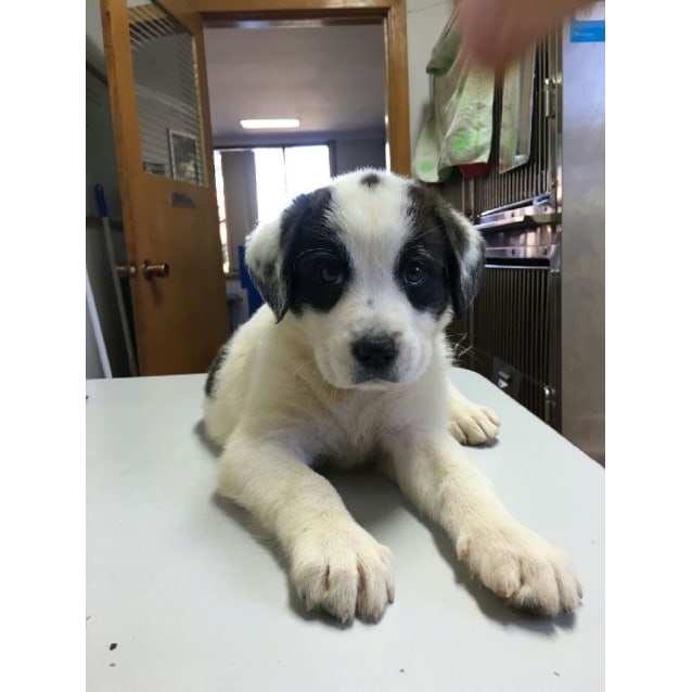 border collie x bulldog