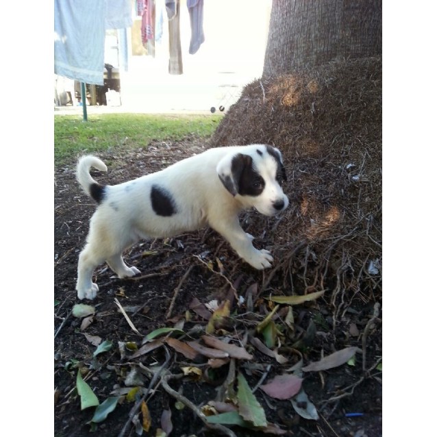 border collie x bulldog