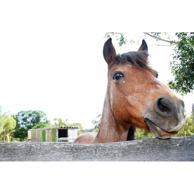 Monaro - Female Welsh Mountain Pony Horse in WA - PetRescue