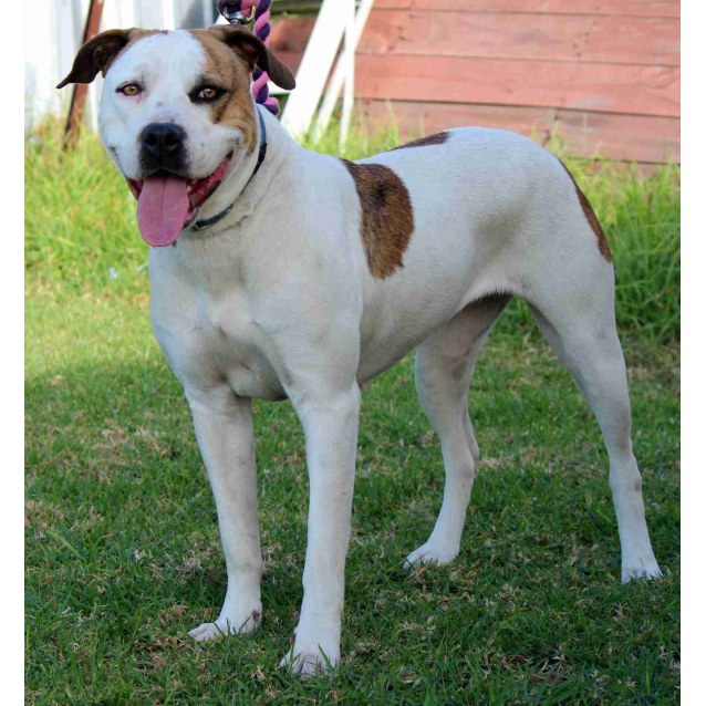 American Bulldog x Bull Arab Mix Dog 