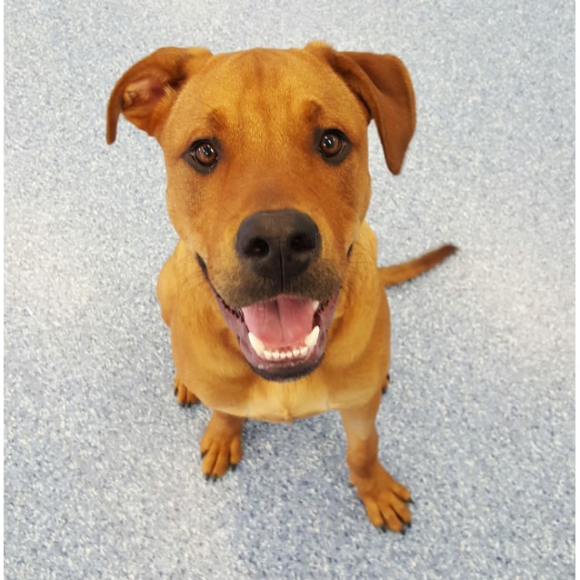 ridgeback x labrador puppies