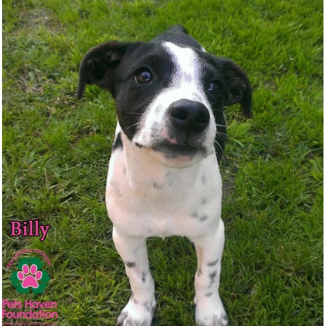 staffy cross foxy puppies