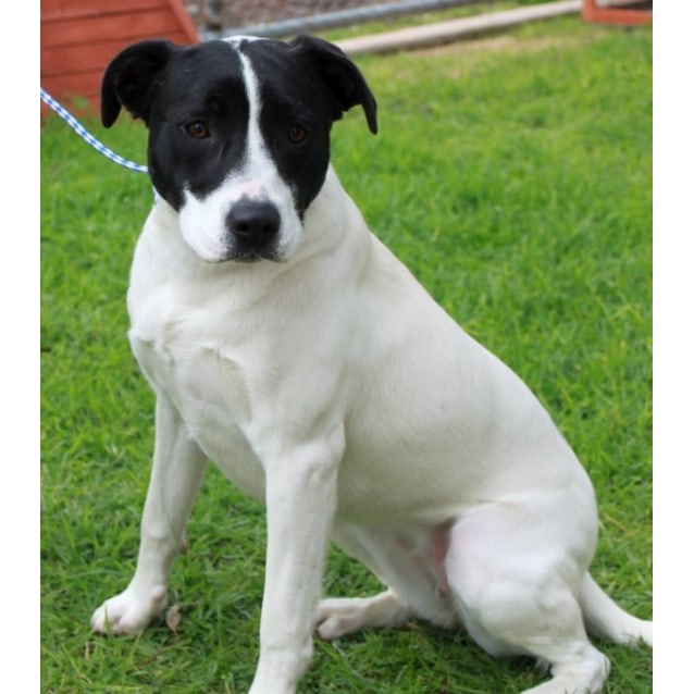 Patience Medium Female Staffordshire Bull Terrier x Labrador Retriever Mix Dog in NSW PetRescue