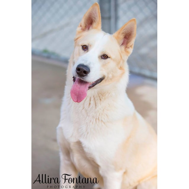 Alaska - Large Male German Shepherd x Husky Mix Dog in NSW - PetRescue