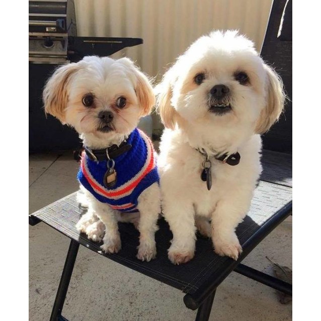 Louis Henri Small Male Lhasa Apso X Maltese Dog In Wa Petrescue
