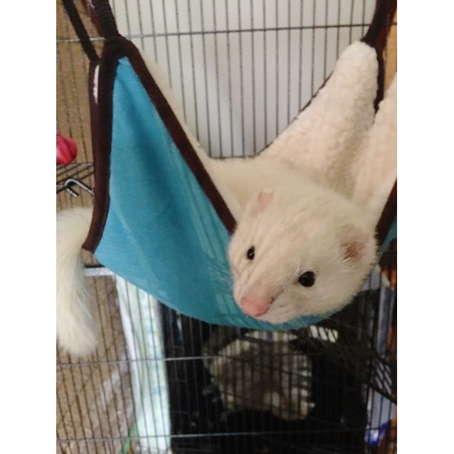 Lilo *•I'm stunning adopt me•* Female Ferret in NSW PetRescue