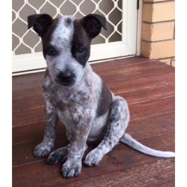 bull terrier x cattle dog