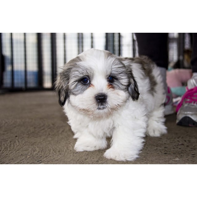 maltese x shih tzu