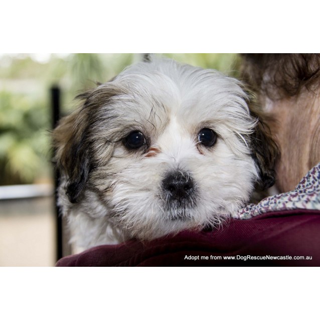 Lottie Maltese X Shih Tzu Puppy Trial 13 7 16 Small Female Maltese X Shih Tzu Dog In Nsw Petrescue